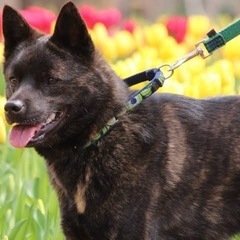 犬の散歩やしつけお手伝いします！