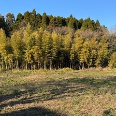 自然農法や不耕起栽培及び竹林の整備に興味がある方 - その他