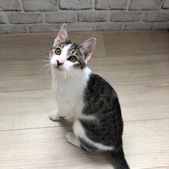 美人なキジシロさん