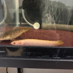 ポリプテルスセネガルス
