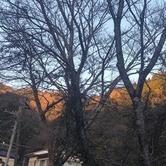 桜の木、薪ストーブにとうですか？