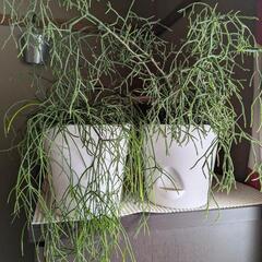 名前のわからない植物2種類