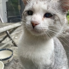 顔の大きなモテモテにゃんこ − 岩手県
