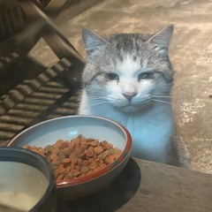 顔の大きなモテモテにゃんこ - 猫