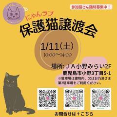 にゃんラブ譲渡会1/11