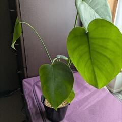 　モンステラ　植物