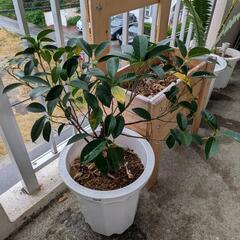 ガジュマル【値下げしました！】