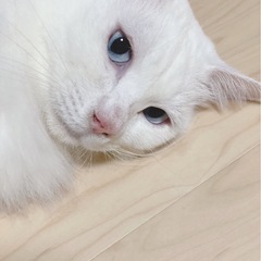 尻尾がモッフモフな真っ白のブルーアイの穏やかな男の子♡(現在トライアル中です) - 猫