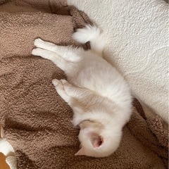 尻尾がモッフモフな真っ白のブルーアイの穏やかな男の子♡(現在トライアル中です) - 大阪市