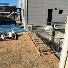 天然芝生（高麗芝）の画像