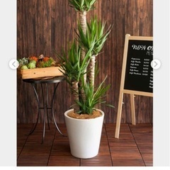 観葉植物お譲りいただけると嬉しいです