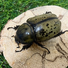 終了　ティティウスシロカブト　ペア②の画像