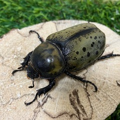 終了　ティティウスシロカブト　ペア③の画像