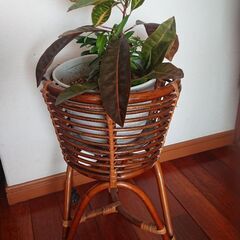 観葉植物  台つき