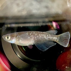 決まりました🙇琉めだか⭐️夢中めだか様より曜変天目の稚魚５匹セット🥰🥰の画像
