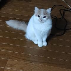 マンチカンです。