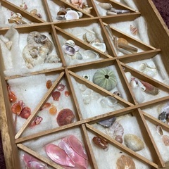 貝殻コレクション　桜貝等の画像