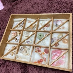 貝殻コレクション　桜貝等の画像