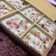 貝殻コレクション　桜貝等の画像