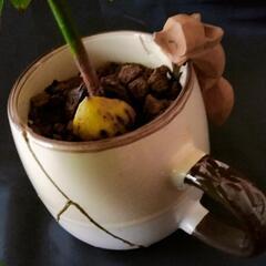 強力助っ人追加！！ガラクタ同志の画像