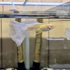 RREA アクアマリンコブラスノーホワイト グッピーの画像