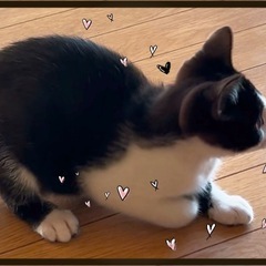 子猫の里親さん募集中