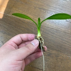 エキノドルス　フルバーニアン