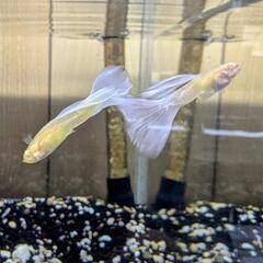 RREA アクアマリンコブラスノーホワイト グッピーの画像