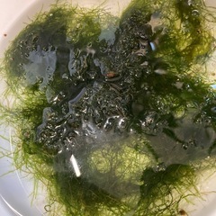 ウィローモス　水草　