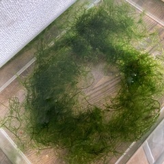 ウィローモス　水草