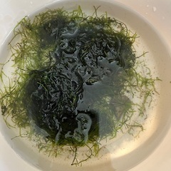 ウィローモス