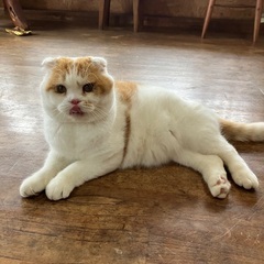 ぬいぐるみみたいな甘えん坊男の子🐈