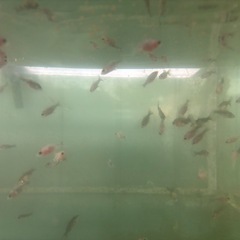 寿惠廣錦（すえひろにしき）金魚