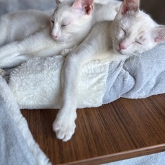 シャムミックスのブルーアイの男の子♡ - 猫
