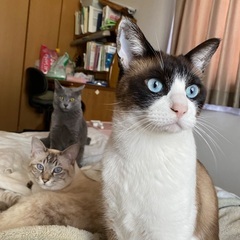 愛知県碧南市で猫　迷子