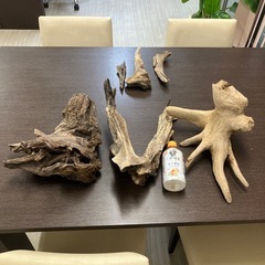 流木いろいろ！の画像