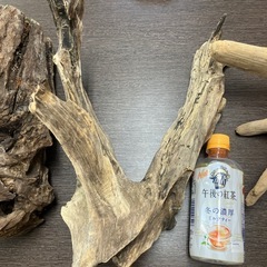 流木いろいろ！の画像