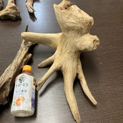 流木いろいろ！の画像