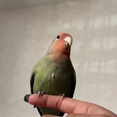コザクラインコ 里親になってくださる方募集