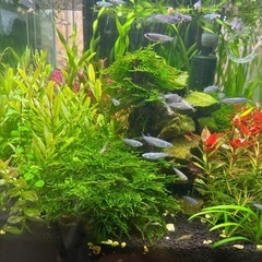 無料プレゼント/ 生体+水草