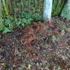 杉の葉、杉の小枝、（柿の木）の小枝