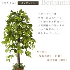 フェイクグリーン　大型　ベンジャミン観葉植物 150cm ①の画像