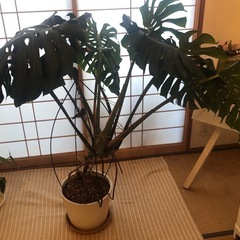 お取引終了しました。もりもり育ったモンステラ