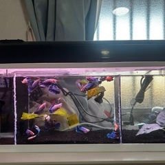 熱帯魚 ベタ 若魚 メス HMフェザー血統
