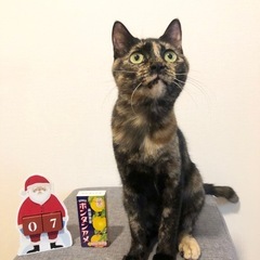 美しいさび猫さん - 猫