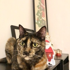 美しいさび猫さん − 鹿児島県