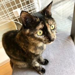 美しいさび猫さん - 鹿児島市