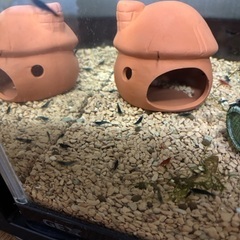 チェリー系シュリンプ10匹