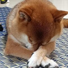 柴友 − 群馬県
