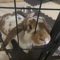 【決まりました】うさぎさんの里親募集【飼育用品セット付き】